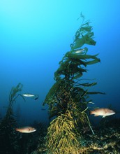 Lone giant kelp plant surrounded by California Sheephead (Semicossyphus pulcher) fish.